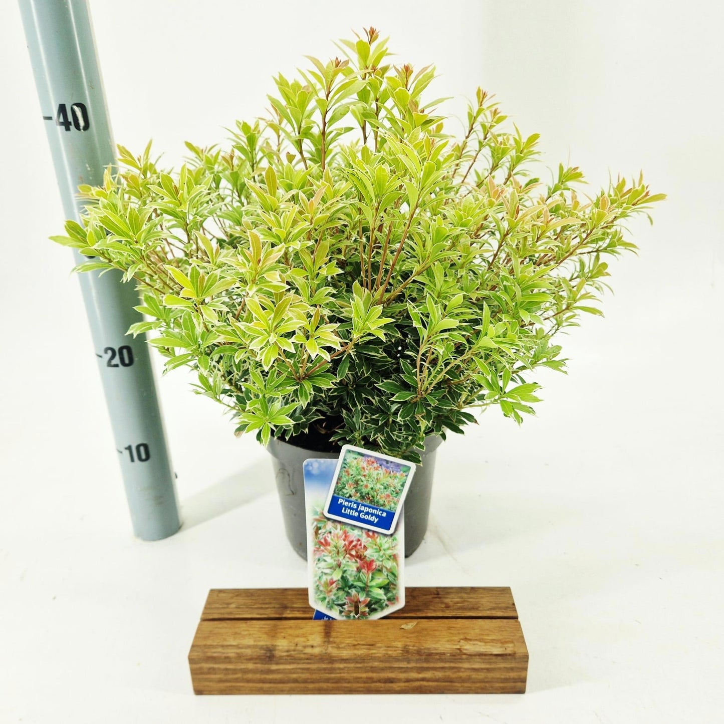 Pieris japonica 25cm 19cm Pot
