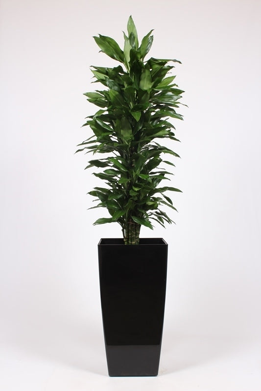 Dracaena frag. Janet Lind 200cm 40cm Pot