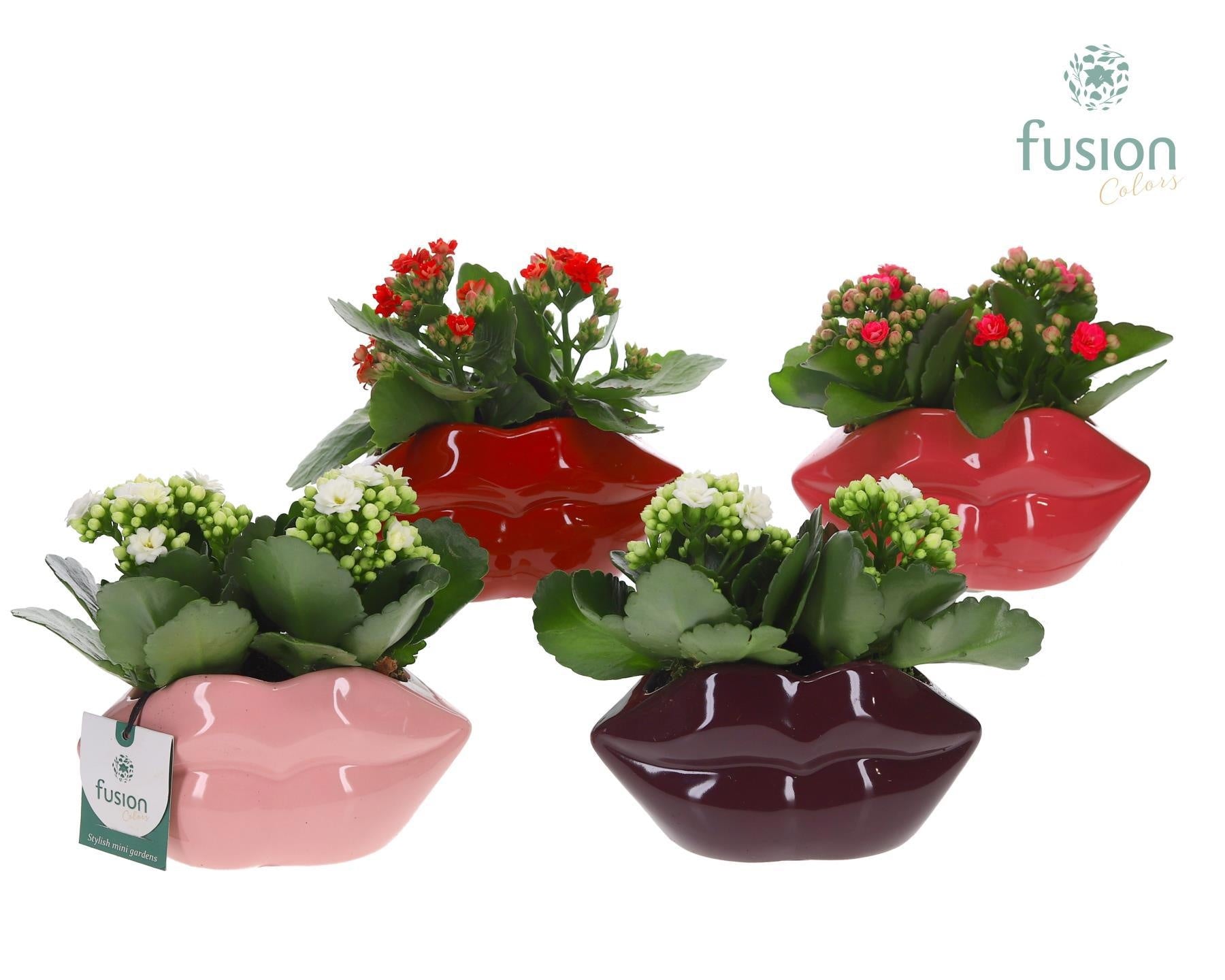 Keramiek Lippen met Kalanchoe 15cm 15cm Pot