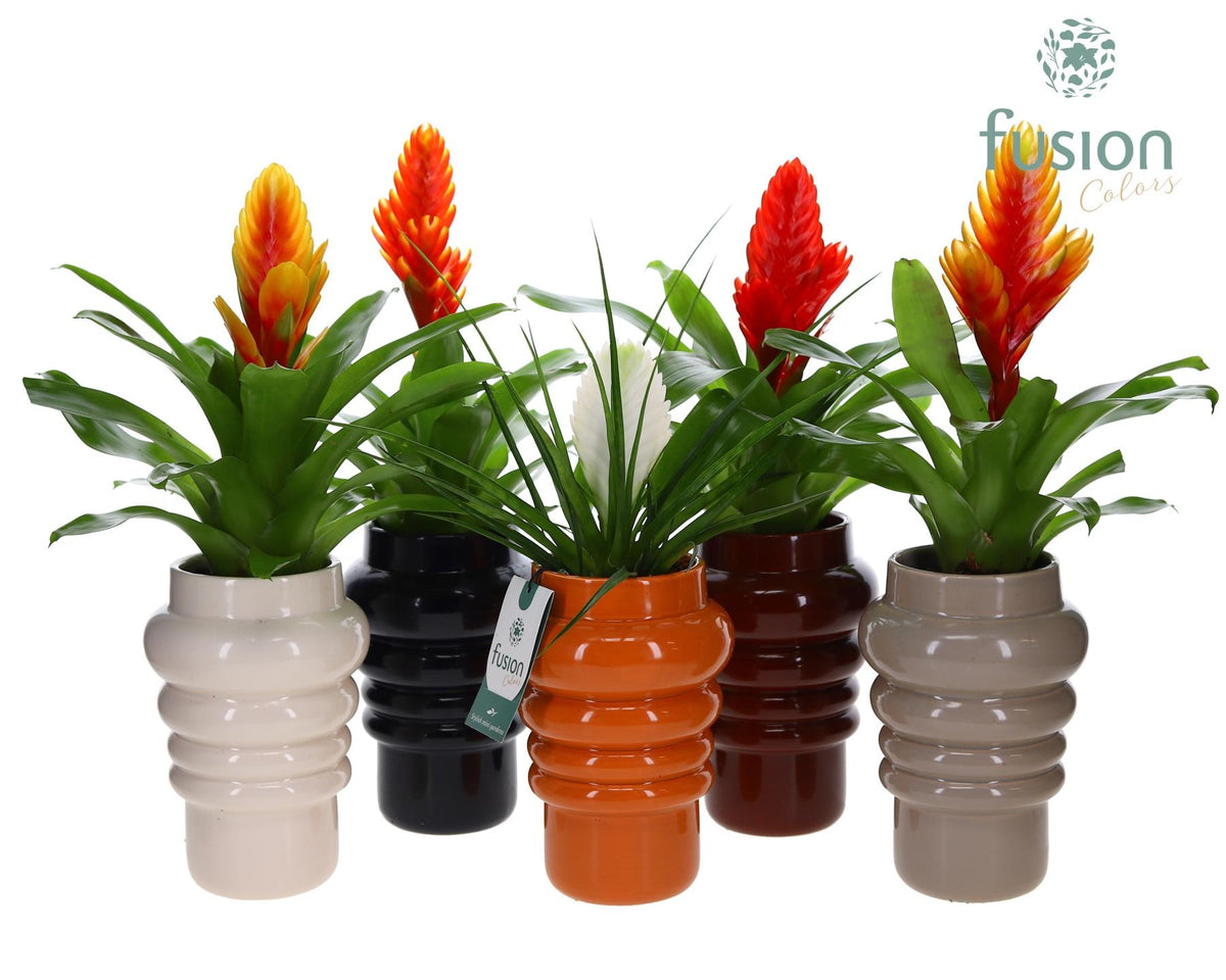 arr. Bromelia 43cm 12cm Pot