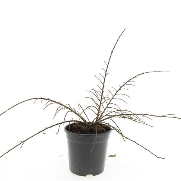 Cotoneaster atr. Variegatus 10cm 14cm Pot