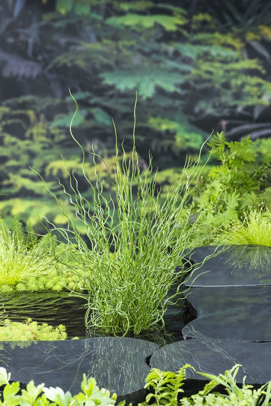 Waterplkw R. Moerings Juncus effusus Spiralis Pack of 6