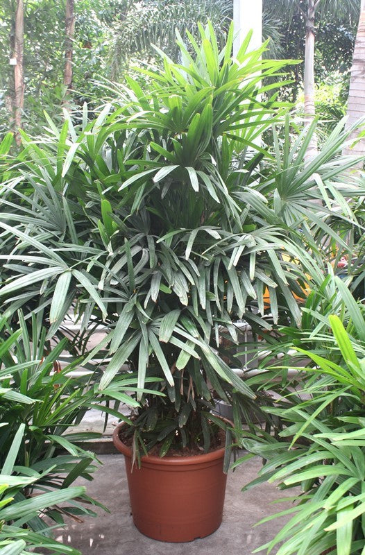 Rhapis excelsa 230cm 60cm Pot