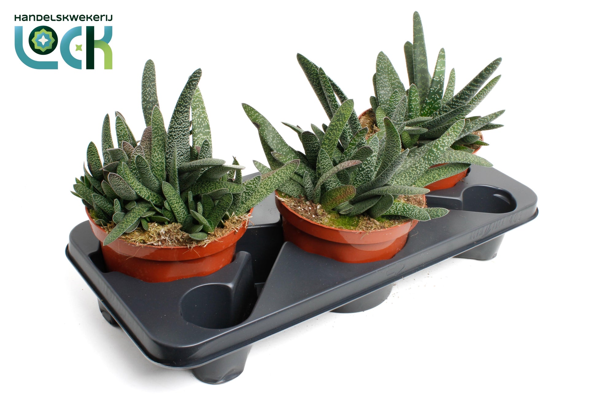 Lock, Handelskwekerij Gasteria Minor Pack of 3