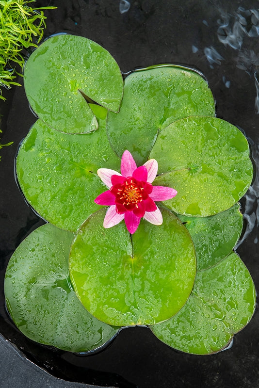 Waterplkw R. Moerings Nymphaea Pygmaea Rubra Pack of 2