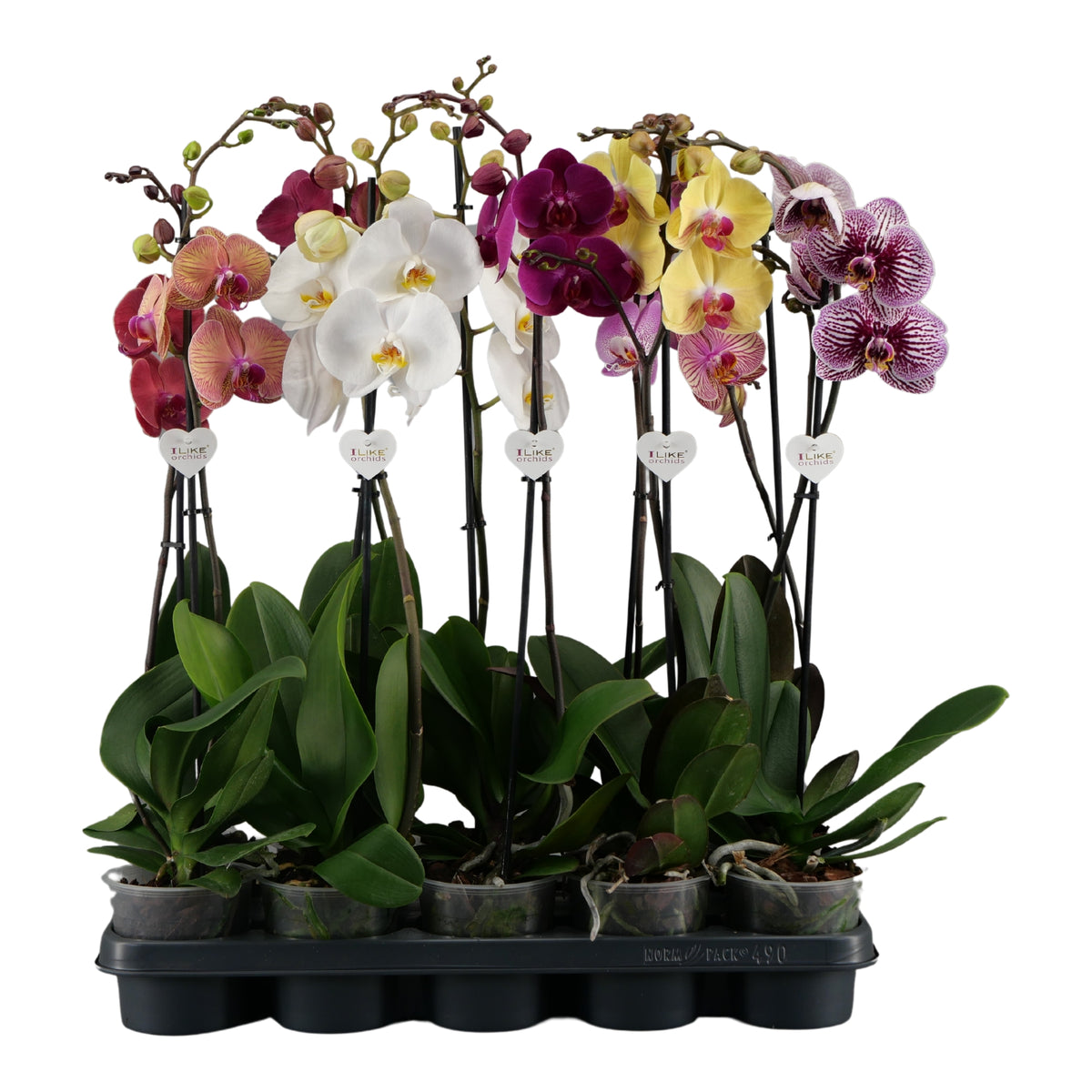 Phalaenopsis mix 65cm 12cm Pot