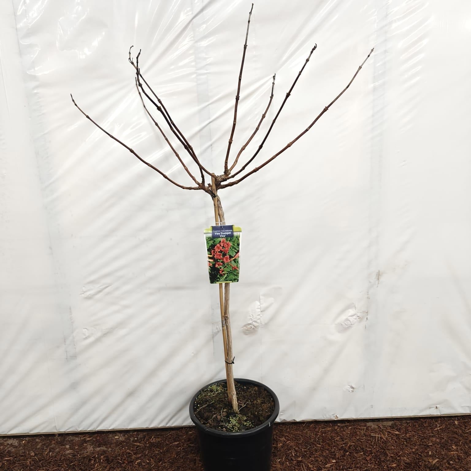 Campsis tagliabuana 150cm 32cm Pot