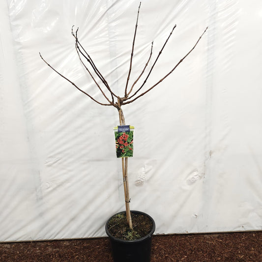 Campsis tagliabuana 150cm 32cm Pot