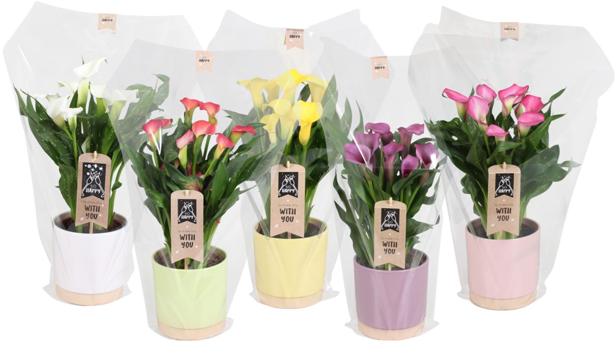 Zantedeschia mix 40cm 15cm Pot