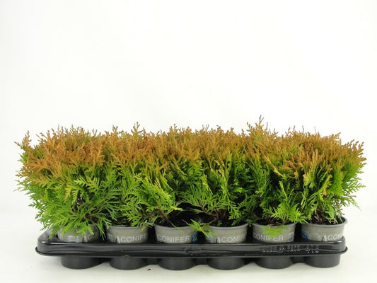 Thuja occidentalis 15cm 9cm Pot