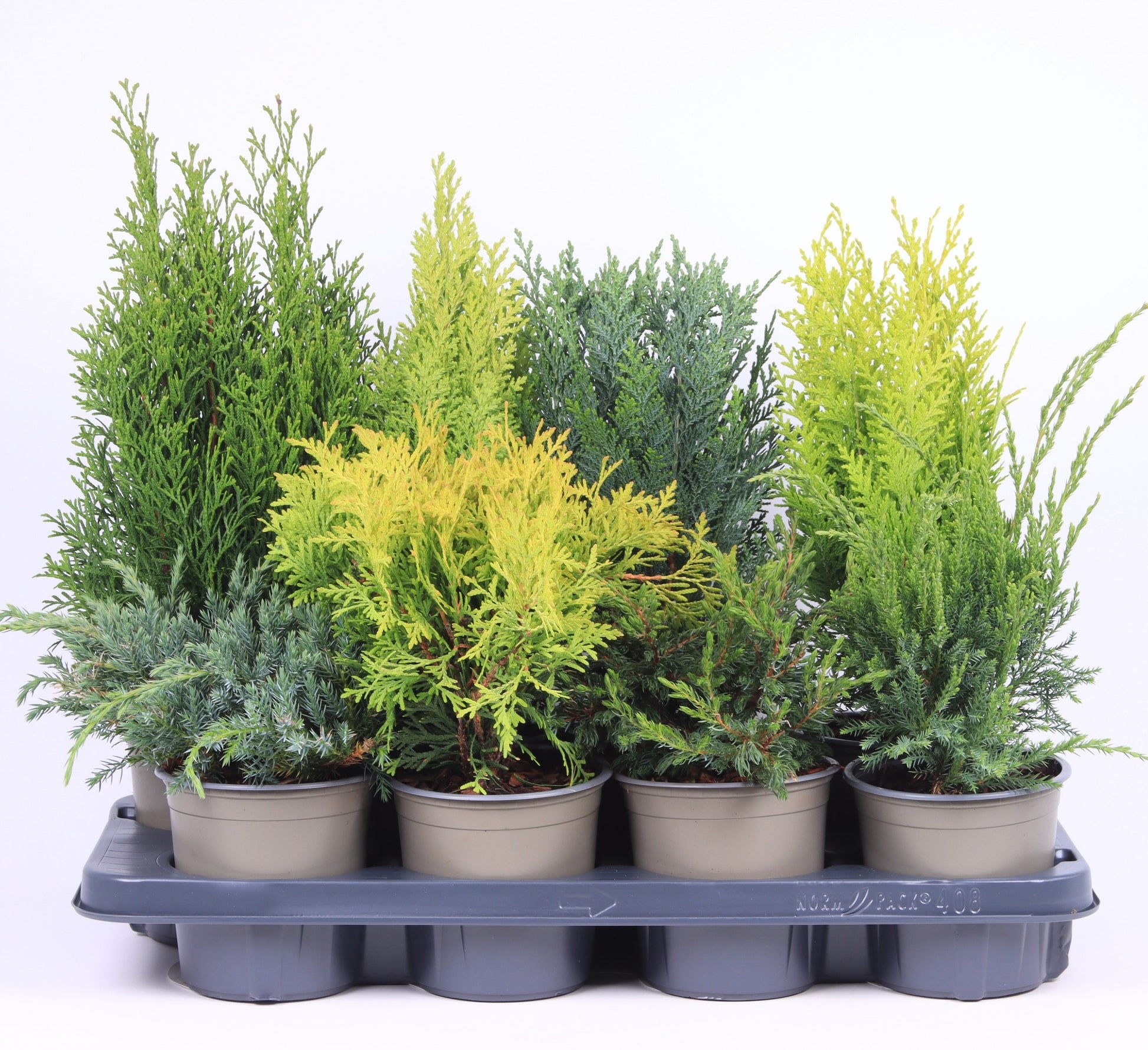 Conifer mix 40cm 13cm Pot