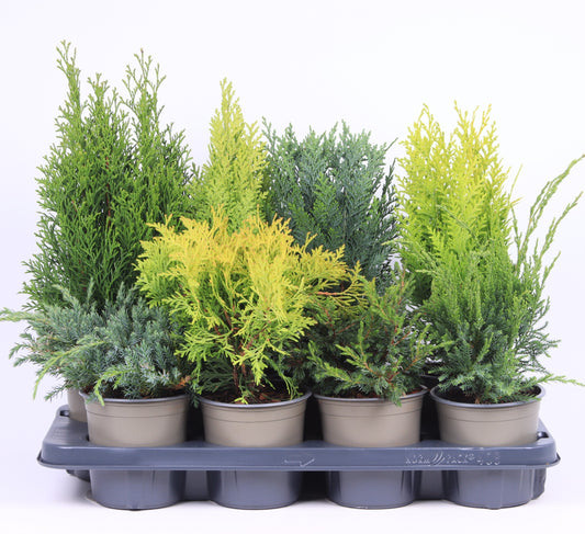 Conifer mix 40cm 13cm Pot