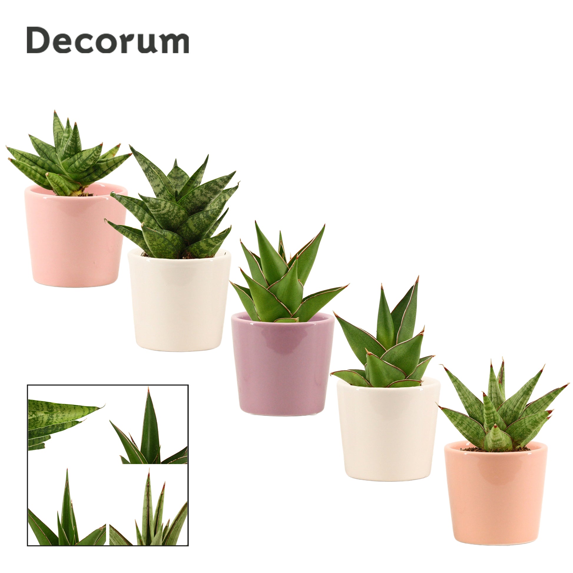 Sansevieria 10cm 6cm Pot