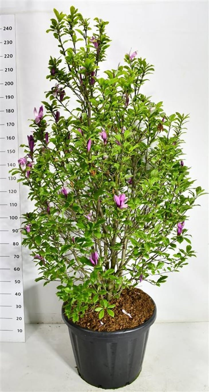 Magnolia sou. Susan 240cm 60cm Pot
