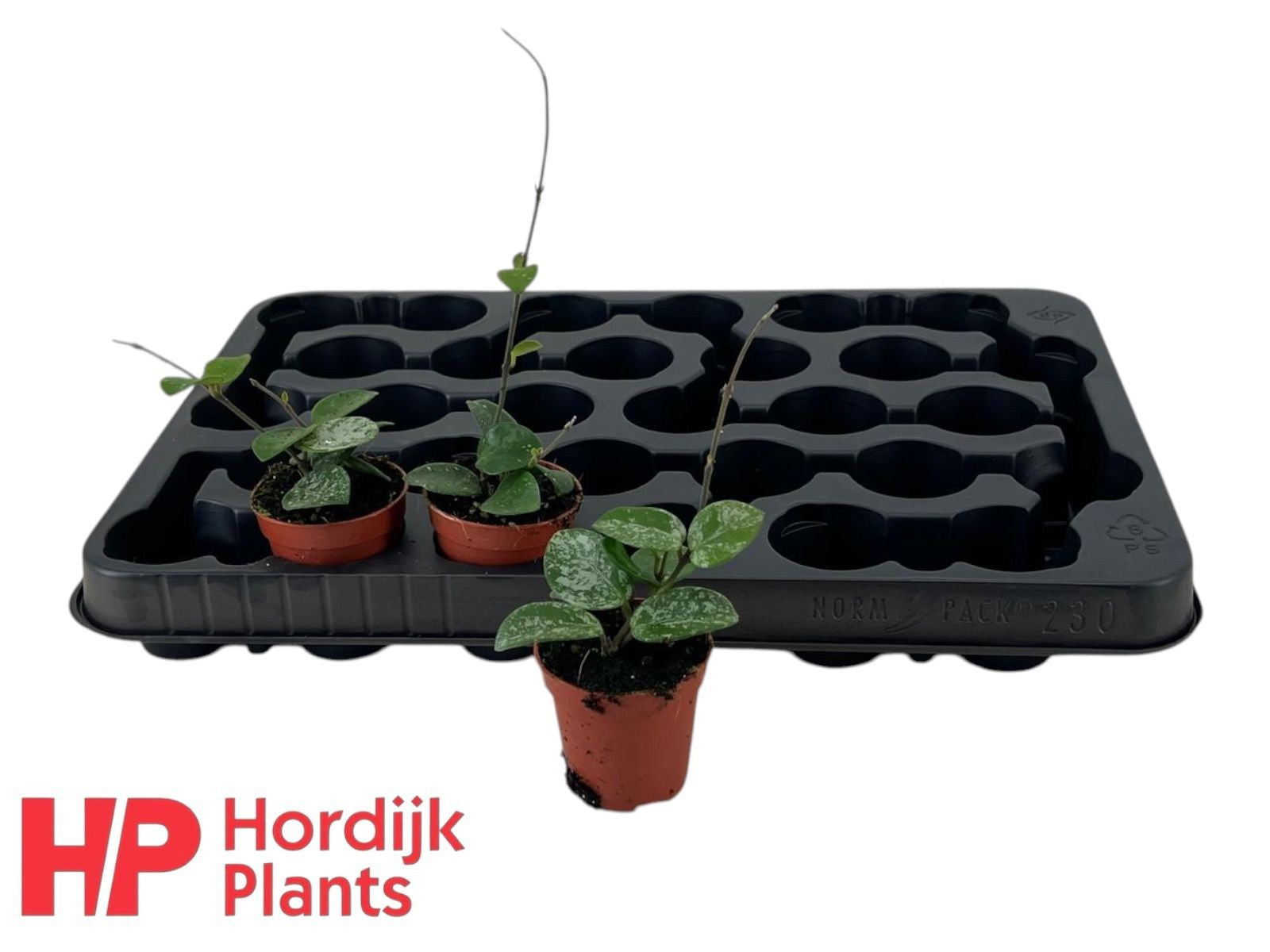 Hordijk Plants Hoya Mathilde Pack of 30