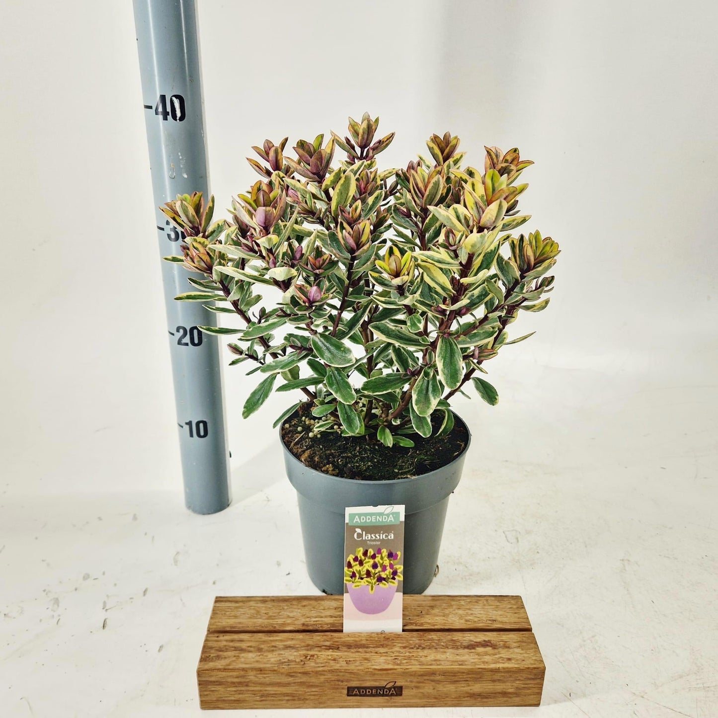 About Plants Zundert BV Hebe Tricolor Pack of 6