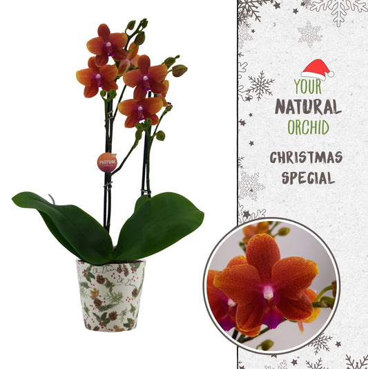 Phalaenopsis mf. Bolgheri 50cm 12cm Pot