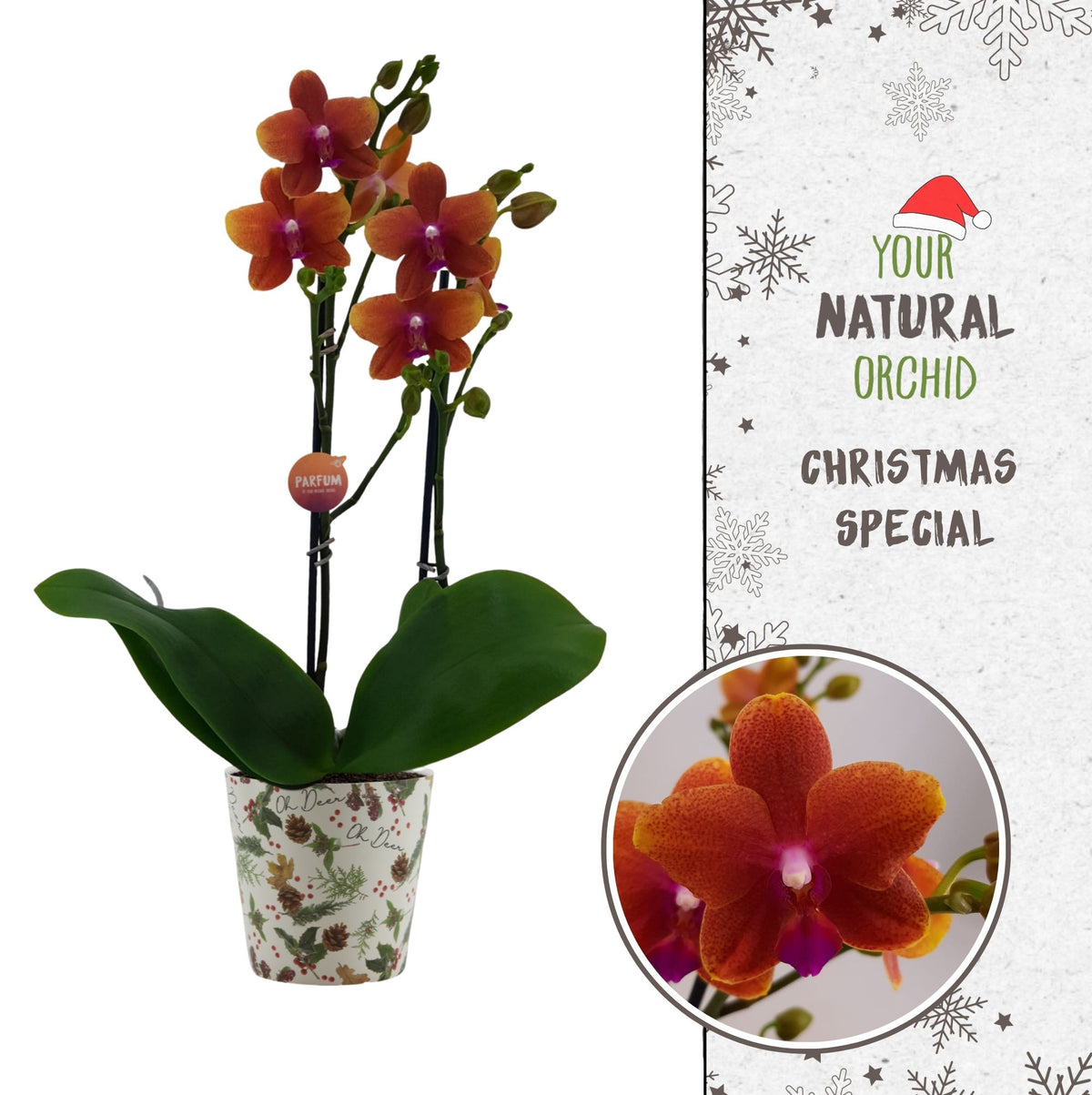 Phalaenopsis mf. Bolgheri 50cm 12cm Pot