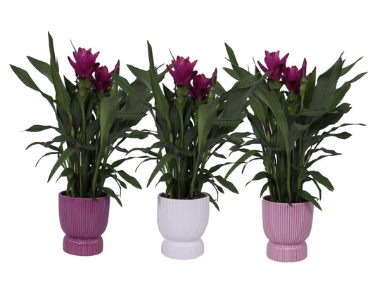 Curcuma Siam Sublime 55cm 12cm Pot