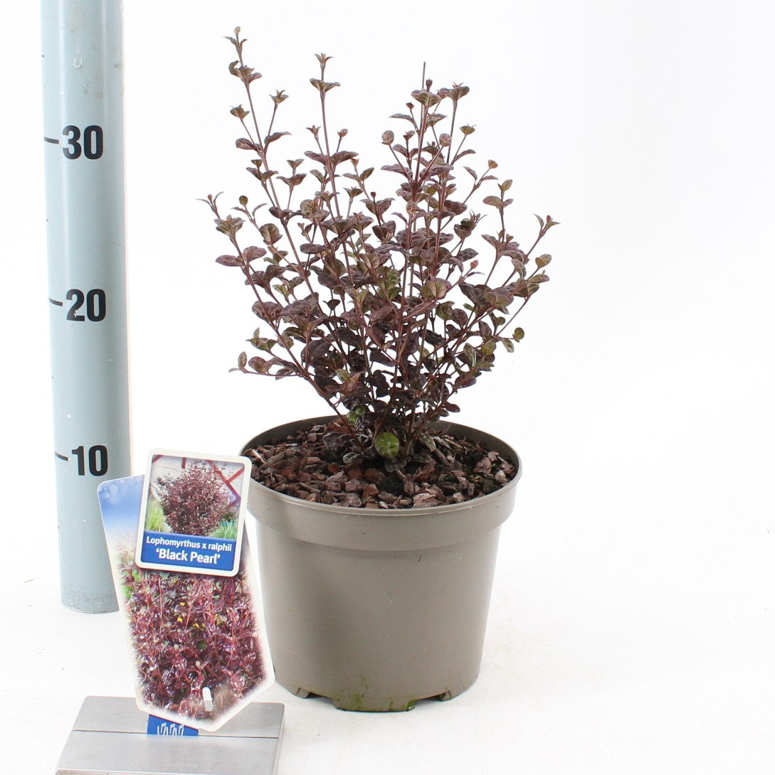 Lophomyrtus ralphii Black Pearl 40cm 17cm Pot