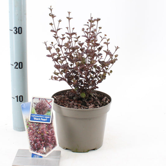Lophomyrtus ralphii Black Pearl 40cm 17cm Pot