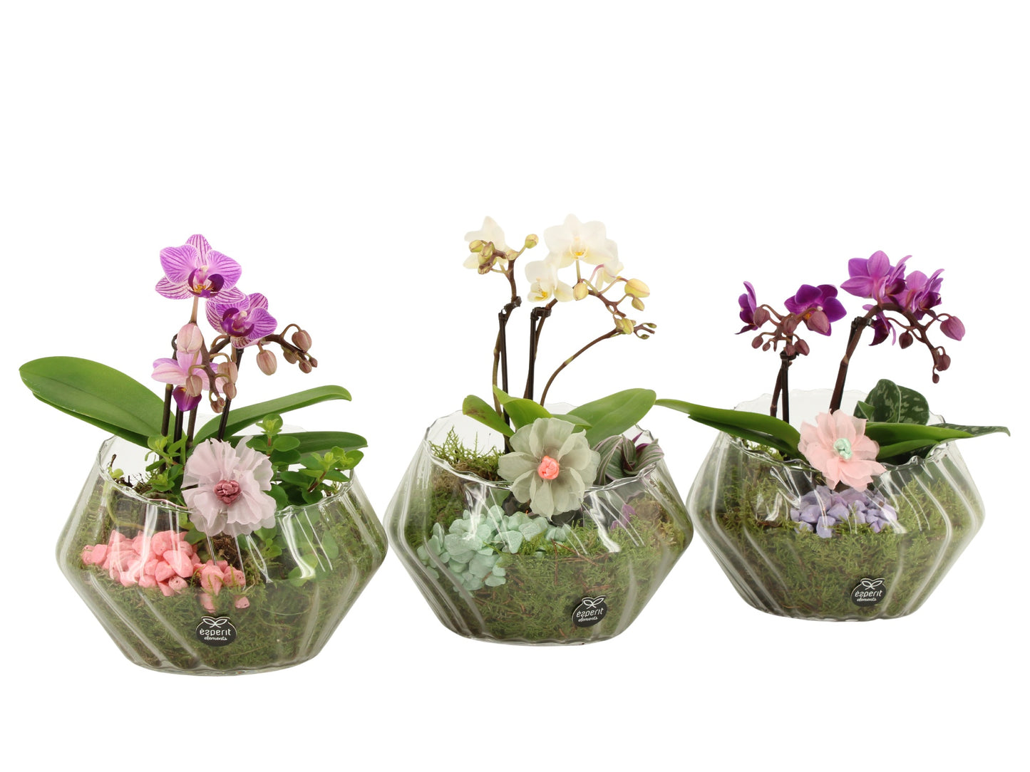 Indoor arrangement 22cm 18cm Pot