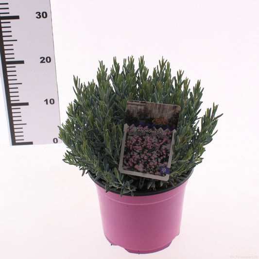Andromeda Blue Ice 20cm 19cm Pot