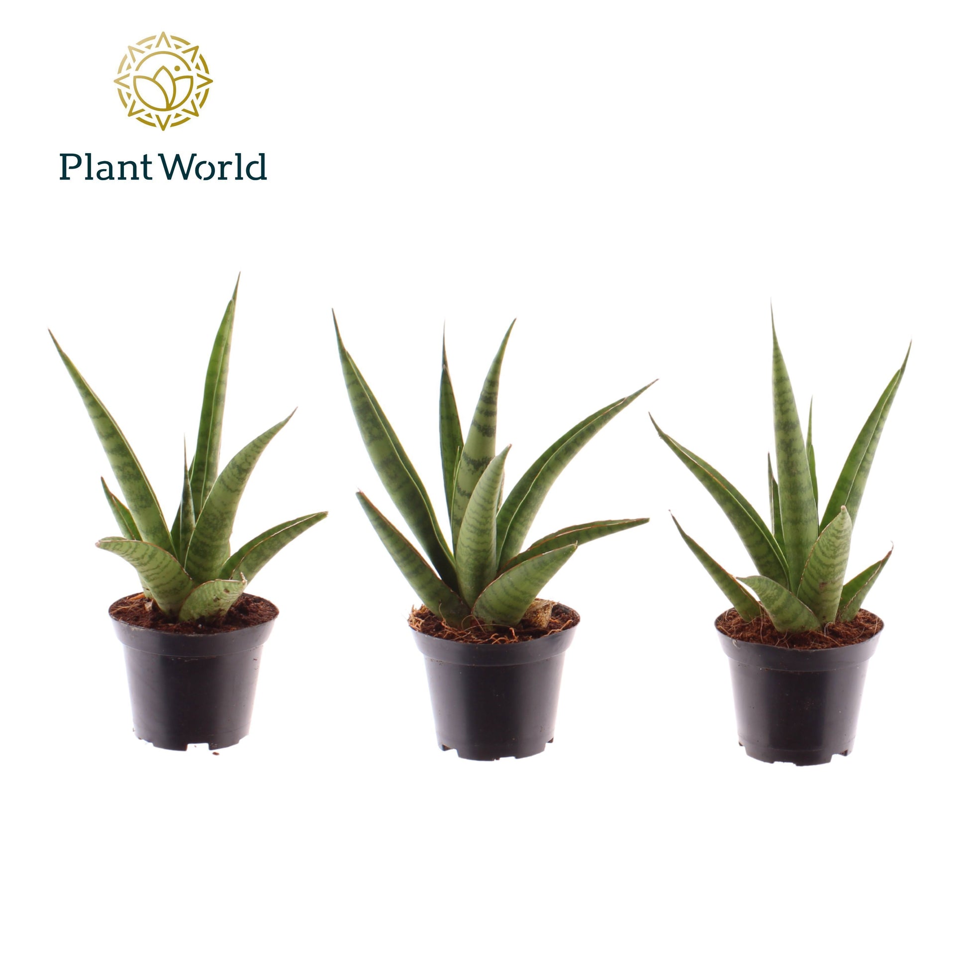 Sansevieria trifasciata 15cm 7cm Pot