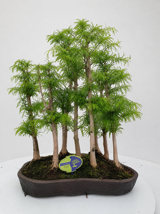 Pseudolarix amabilis 50cm 40cm Pot