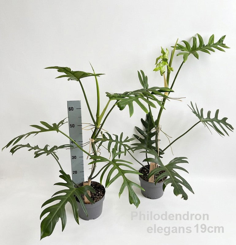 Philodendron scandens 75cm 14cm Pot