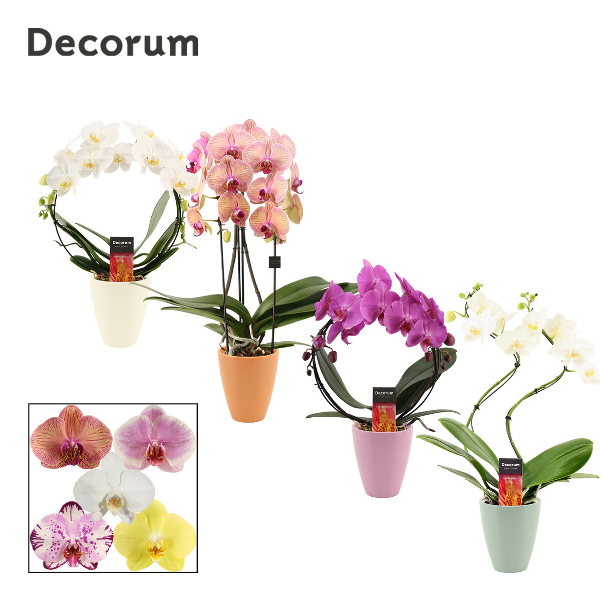 Phalaenopsis mix 45cm 12cm Pot