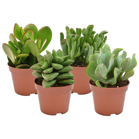 Crassula mix 8cm 6cm Pot