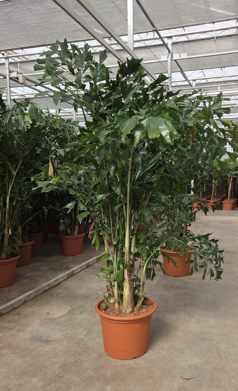 Caryota mitis 270cm 55cm Pot