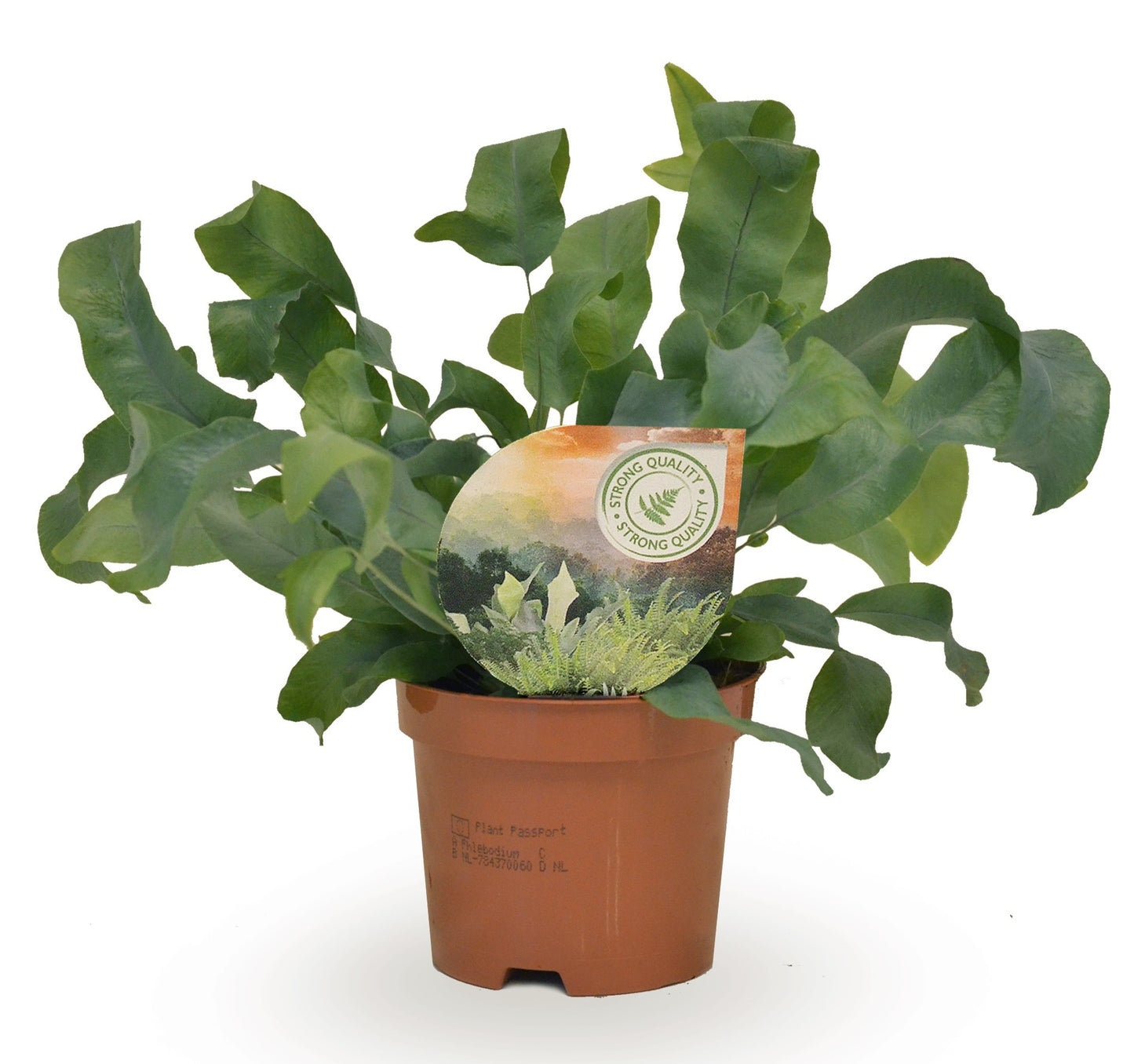 Raadschelders Varens Phlebodium Blue Star Pack of 18