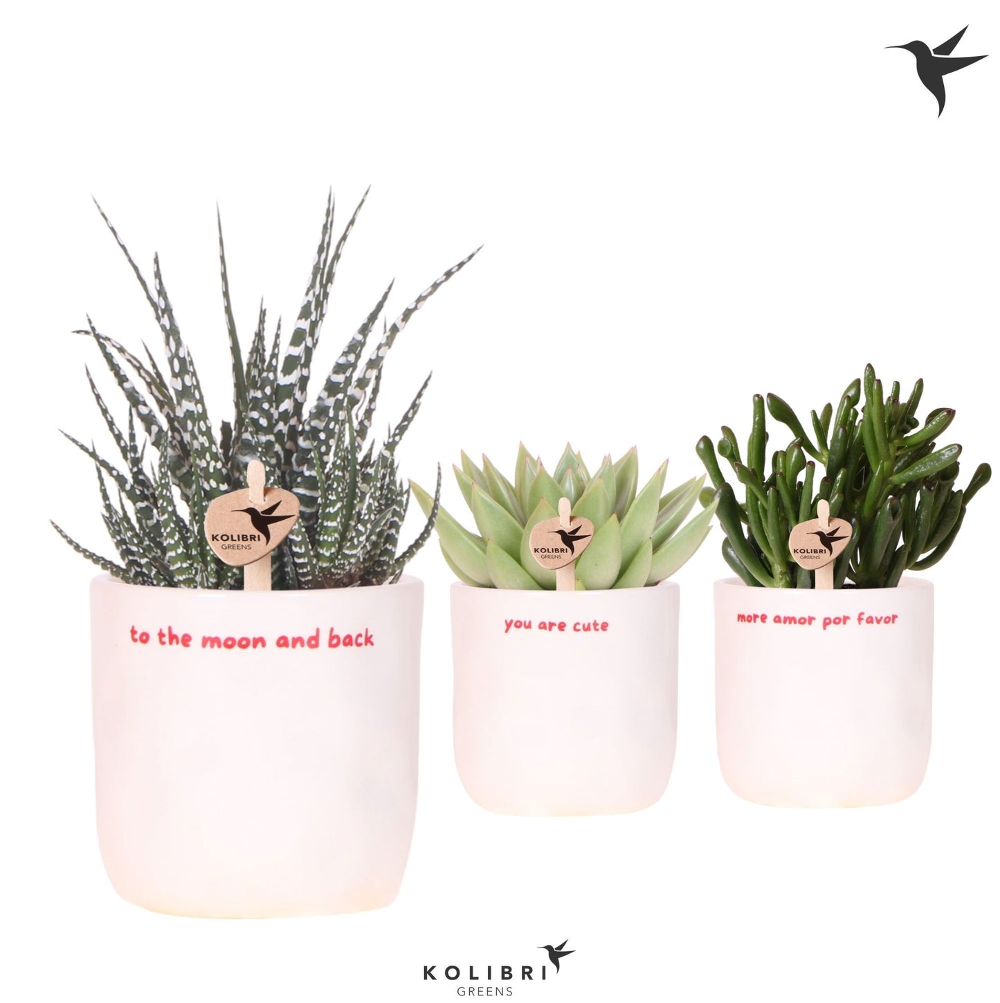 Succulent mix 22cm 9cm Pot