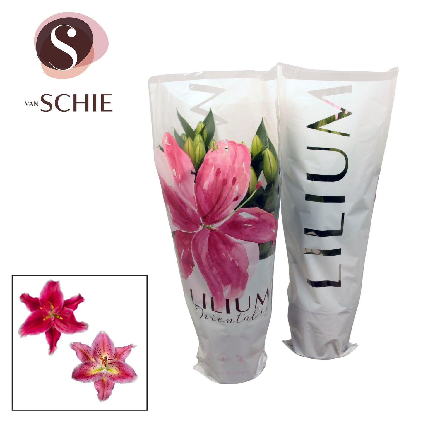 Lilium oriental mix 34cm 13cm Pot