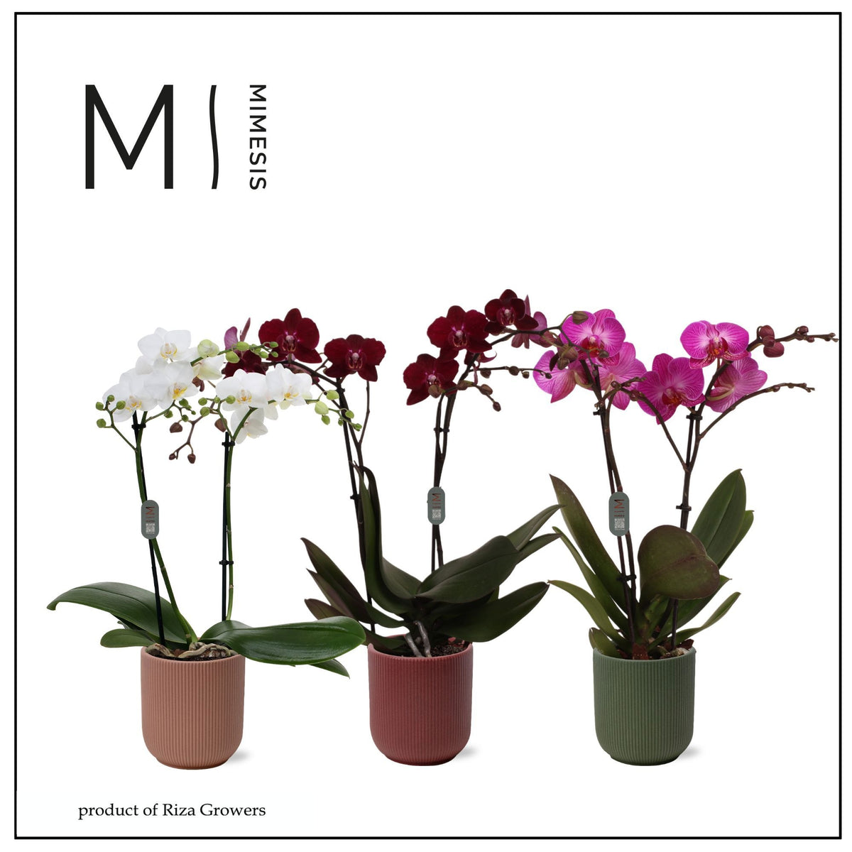 Phalaenopsis mix 50cm 12cm Pot