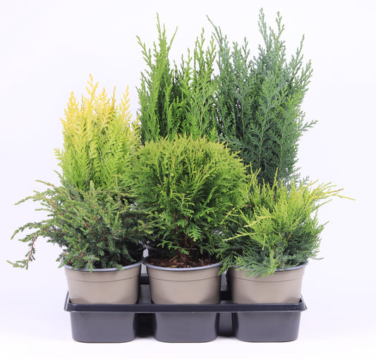 Conifer mix 40cm 15cm Pot