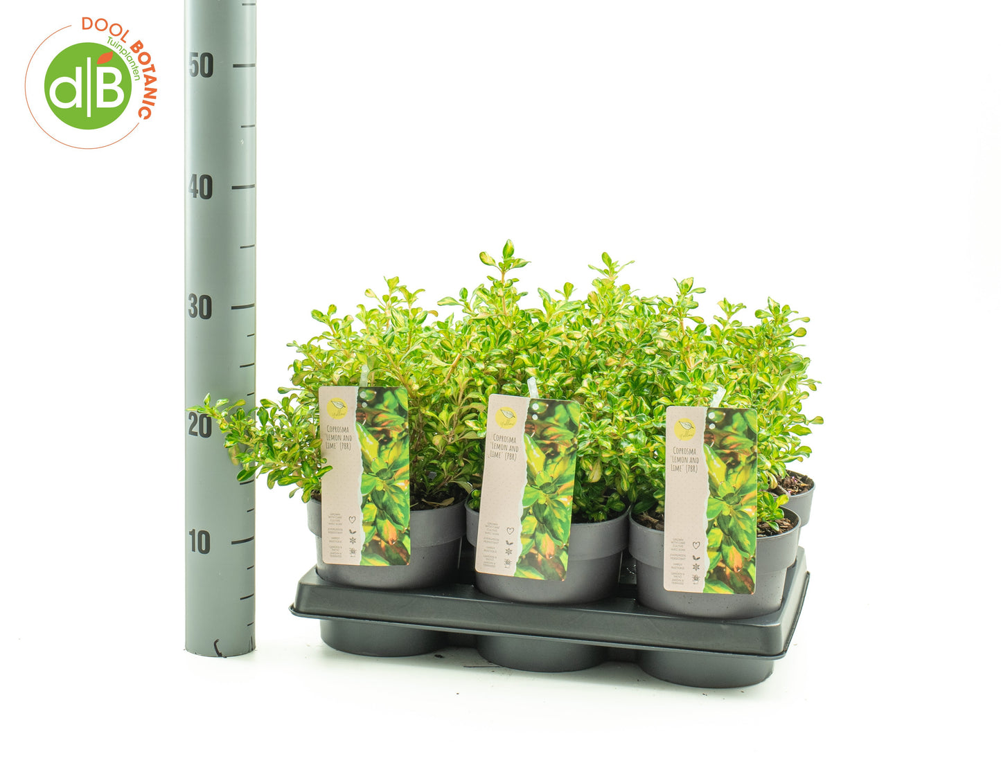 Dool Botanic Coprosma Lemon and Lime Pack of 6