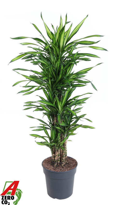 Dracaena frag Riki 130cm 31cm Pot