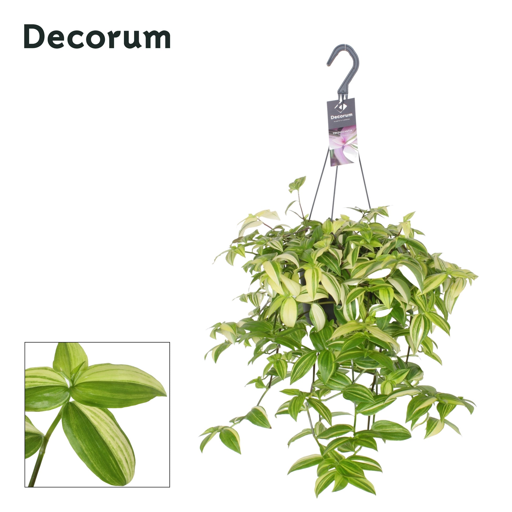 Hillplant BV Tradescantia Yellow Hill Pack of 4