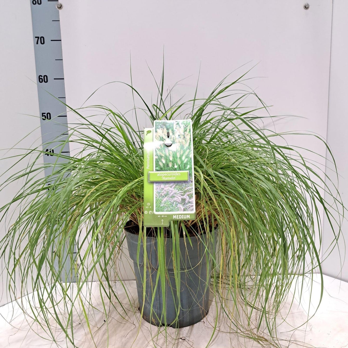 Pennisetum Hameln 50cm 23cm Pot