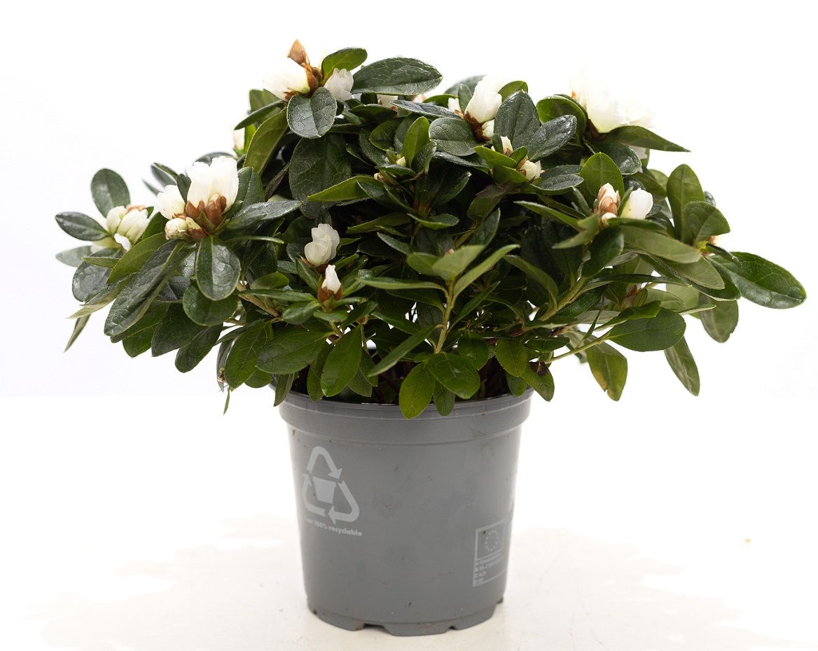 Rhododendron Vogel white 25cm 12cm Pot