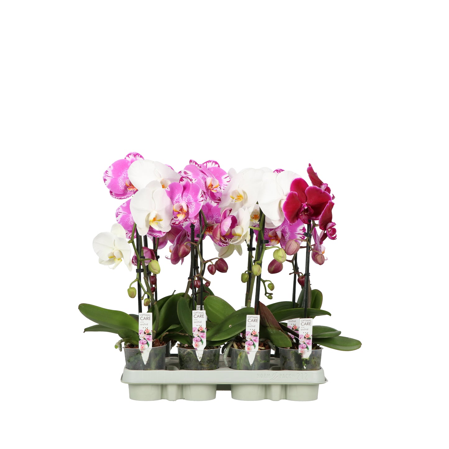 Phalaenopsis Hybrid 50cm 9cm Pot