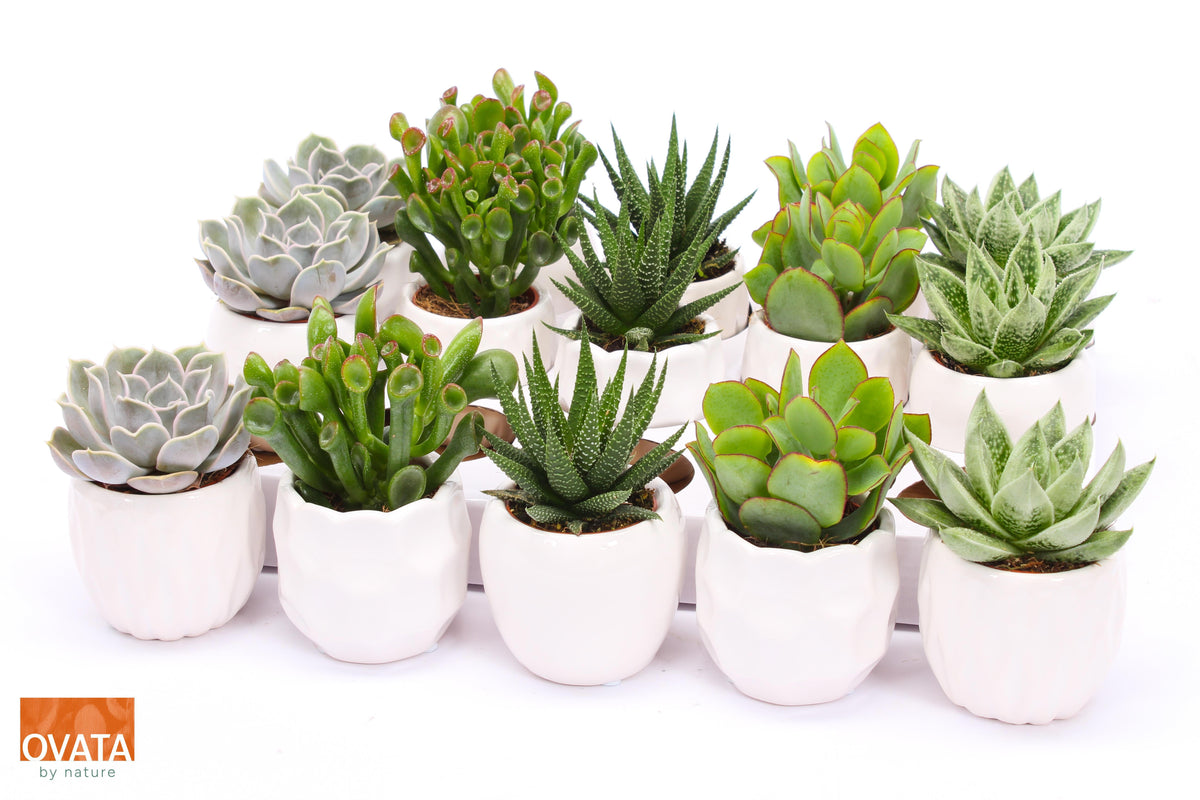 Succulent mix 9cm 7cm Pot
