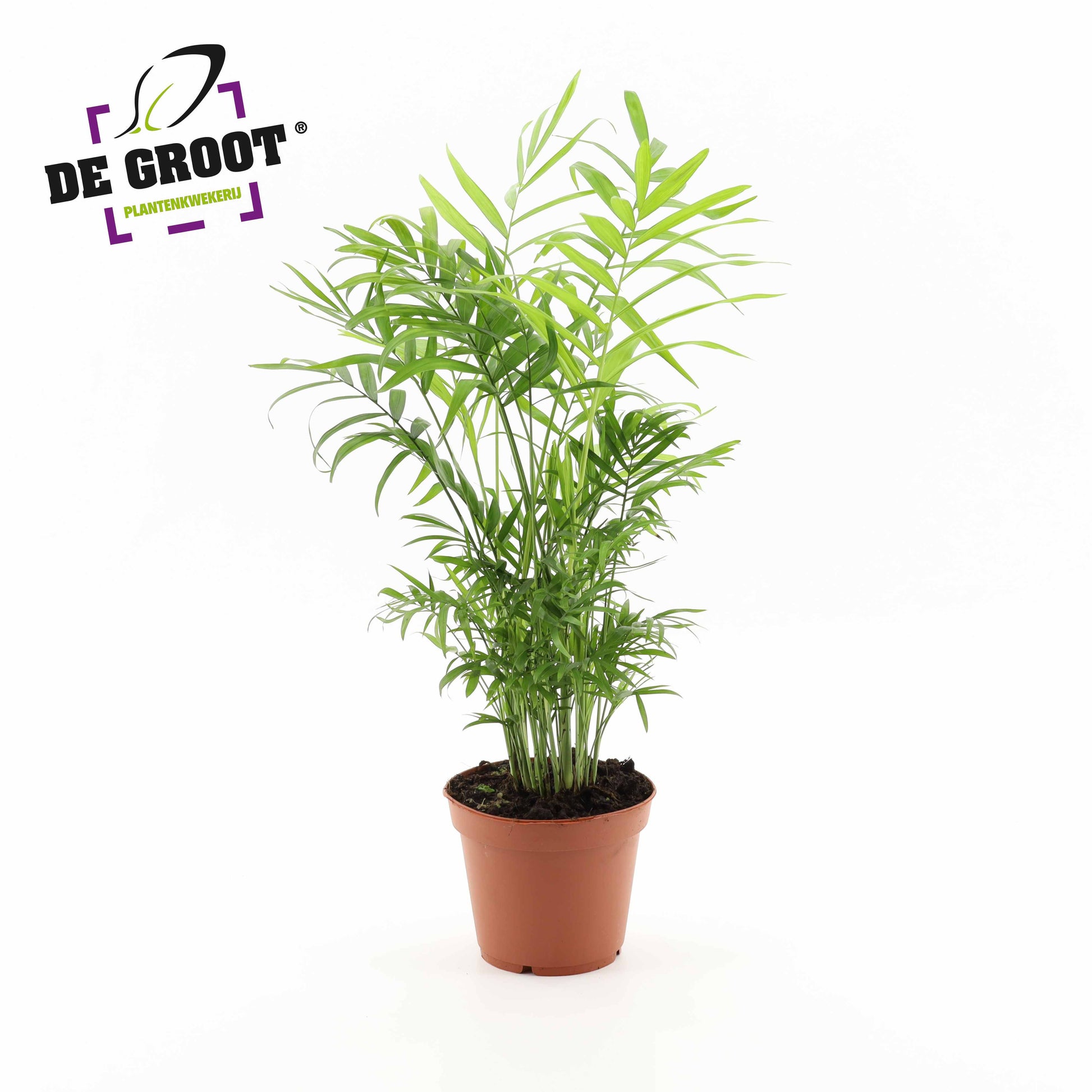 Chamaedorea elegans 55cm 17cm Pot