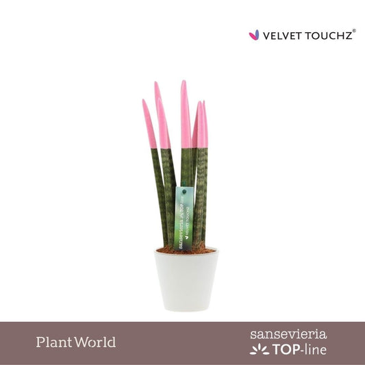 Sansevieria cylindrica 32cm 8.5cm Pot