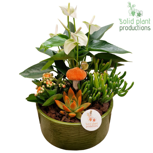 AE004 Stella Green Orange Echeveria 42cm 22cm Pot