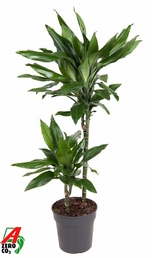 Dracaena Janet Lind 45-15 100cm 19cm Pot