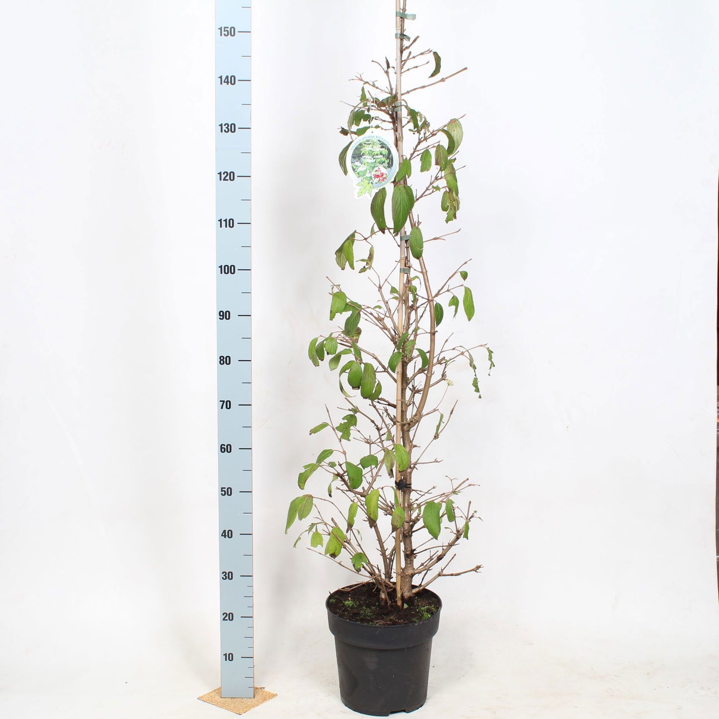 Viburnum plic. Kilimandjaro 100cm 29cm Pot